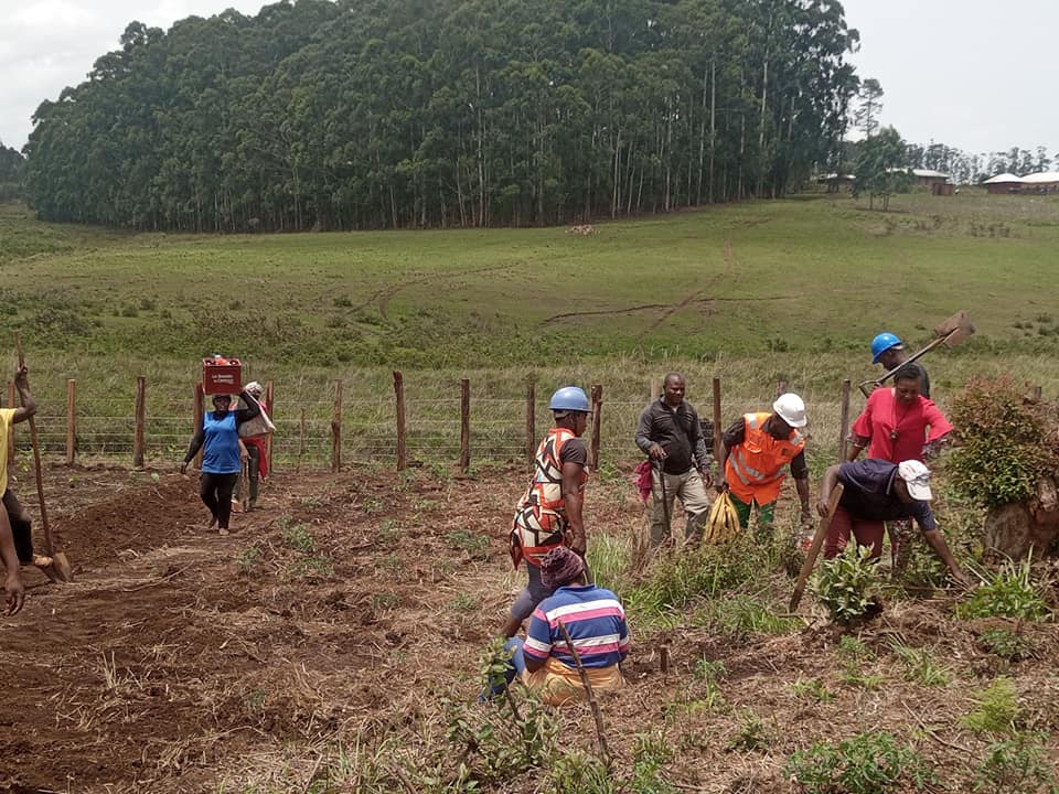 Mayor Nfor Musa Shey opens a 3 hectare council vegetables farm to boost an all year round vegetables production in Nkambe