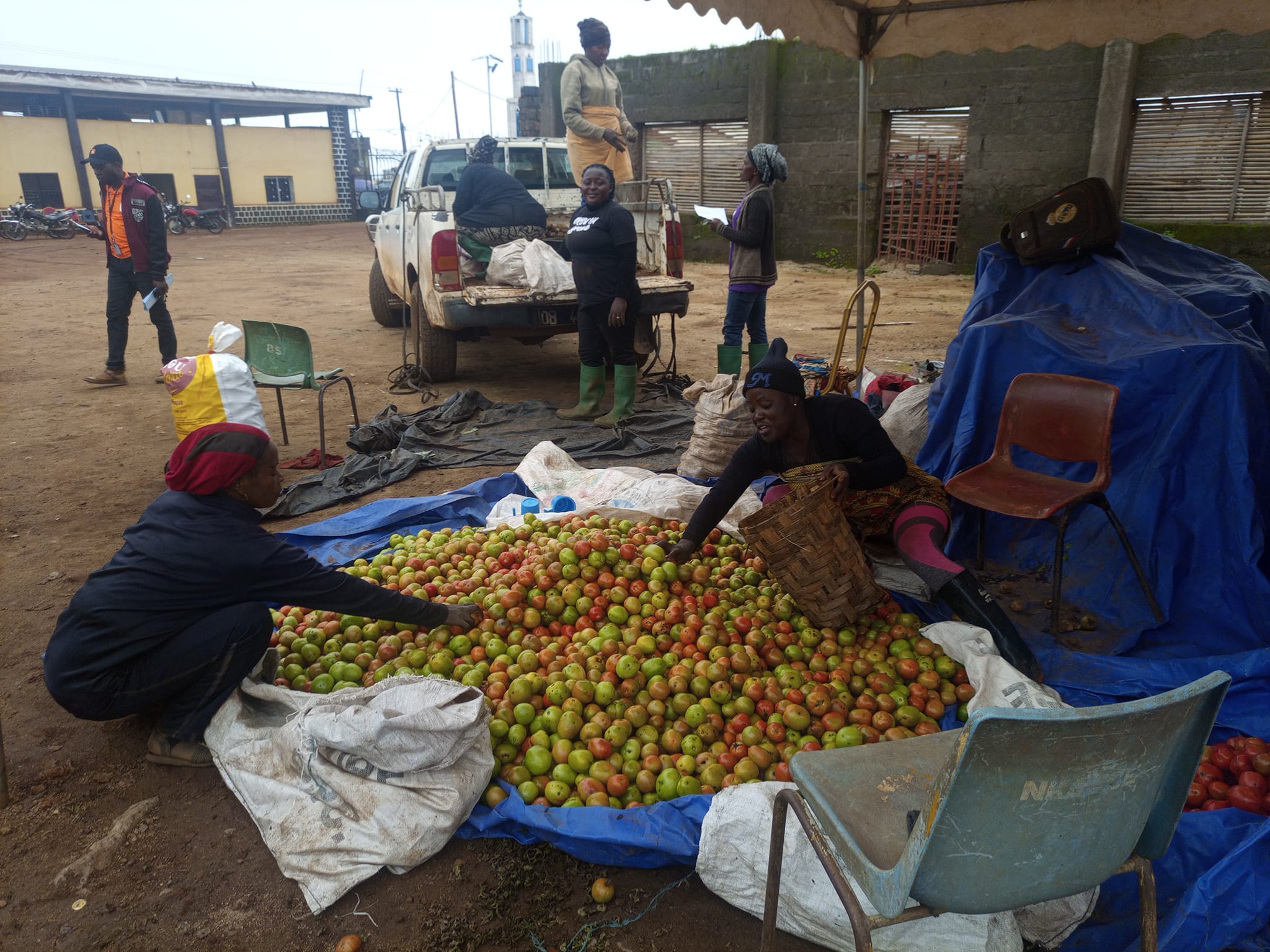 Mayor Nfor Musa Shey’s food security project in Nkambe Town comes to fruition